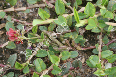 Alysicarpus vaginalis